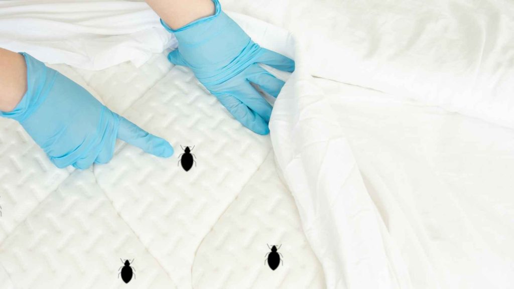 Cara membersihkan tungau di kasur